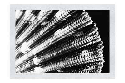 Cerise Scallop Shell - Monochrome Fine Art Print - Aquatic Art Category