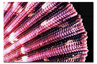 Cerise Scallop Shell - Acrylic Print - Aquatic Art Category