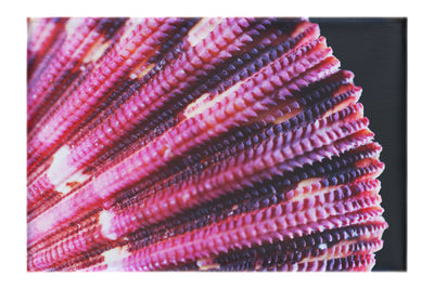 Cerise Scallop Shell - Canvas Print - Aquatic Art Category