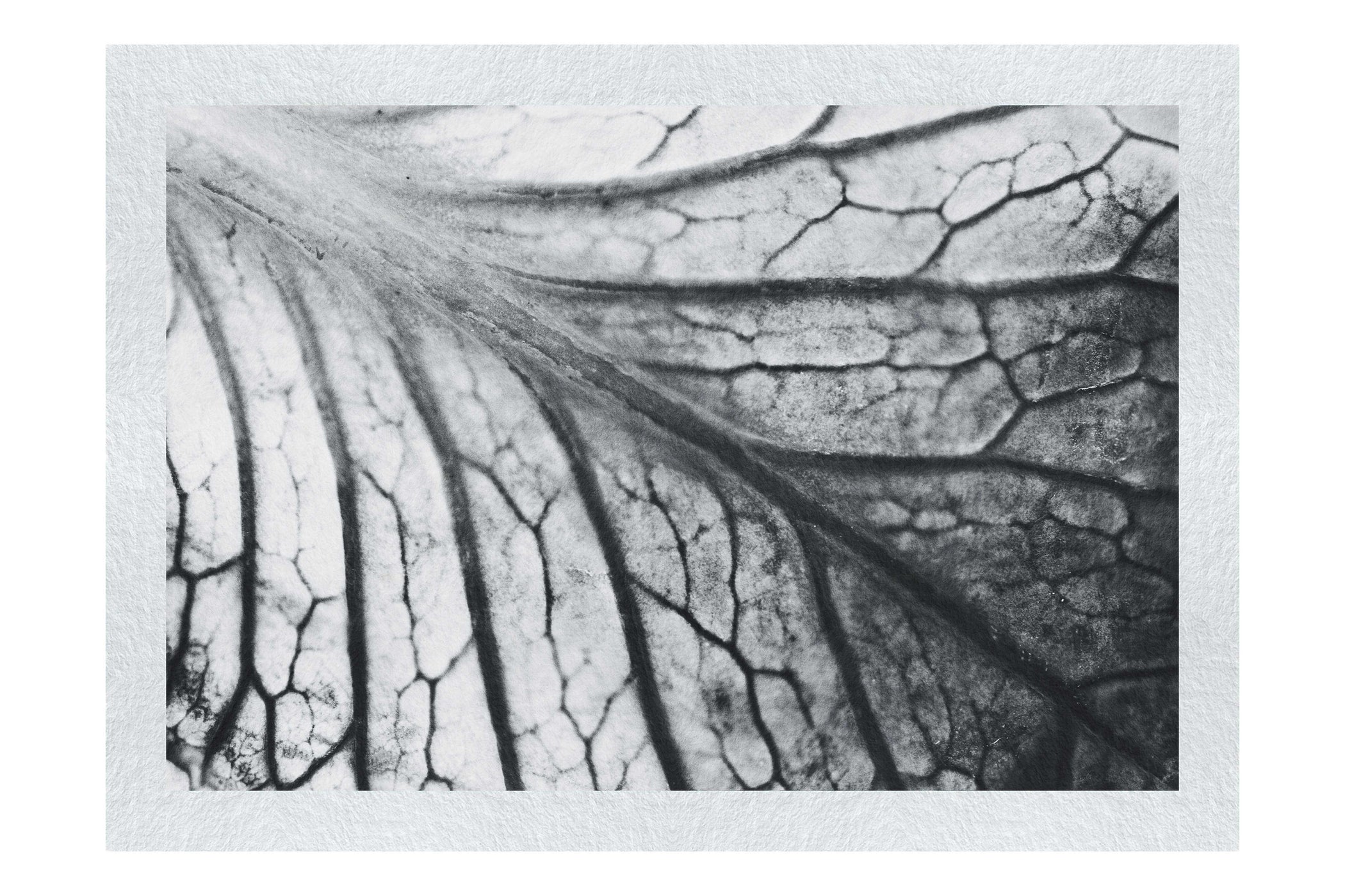 Violet Labyrinth - Monochrome Fine Art Print - Flowers & Plants Category