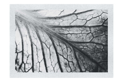 Violet Labyrinth - Monochrome Fine Art Print - Flowers & Plants Category