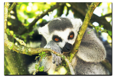 Lemur Pondering - Acrylic Print - Wildlife Category