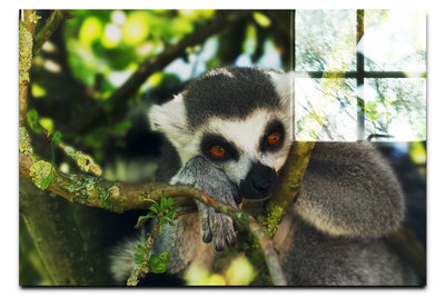 Lemur Pondering - Acrylic Print - Wildlife Category
