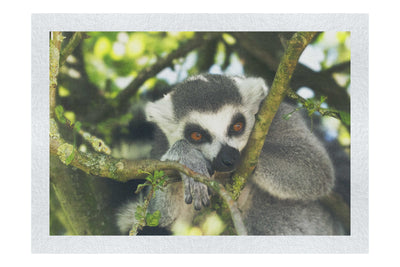 Lemur Pondering - Fine Art Print - Wildlife Category