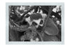 Lemur Pondering - Monochrome Fine Art Print - Wildlife Category