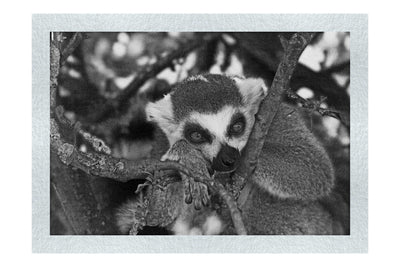 Lemur Pondering - Monochrome Fine Art Print - Wildlife Category
