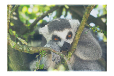 Lemur Pondering - Canvas Print - Wildlife Category