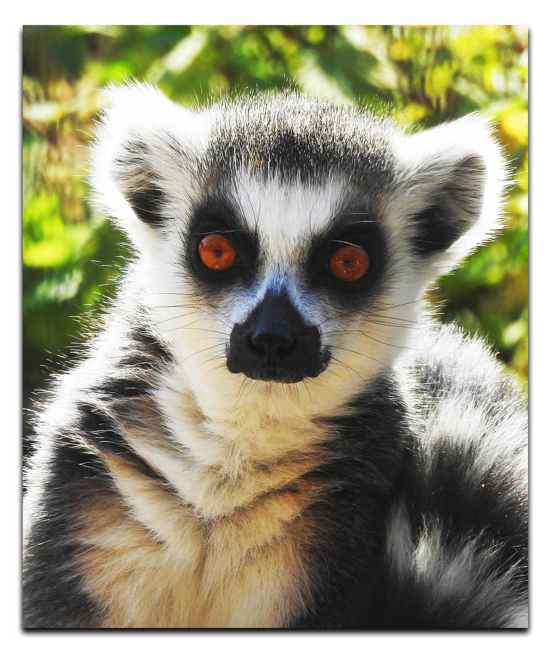 Lemur Selfie - Acrylic Print - Wildlife Category