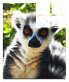 Lemur Selfie - Acrylic Print - Wildlife Category