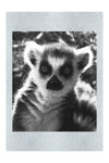 Lemur Selfie - Monochrome Fine Art Print - Wildlife Category