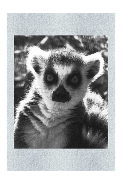 Lemur Selfie - Monochrome Fine Art Print - Wildlife Category