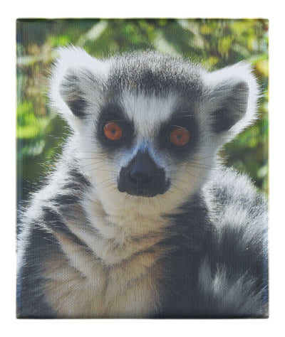 Lemur Selfie - Canvas Print - Wildlife Category