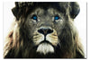 Blue Eyed Lion - Acrylic Print - Wildlife Category