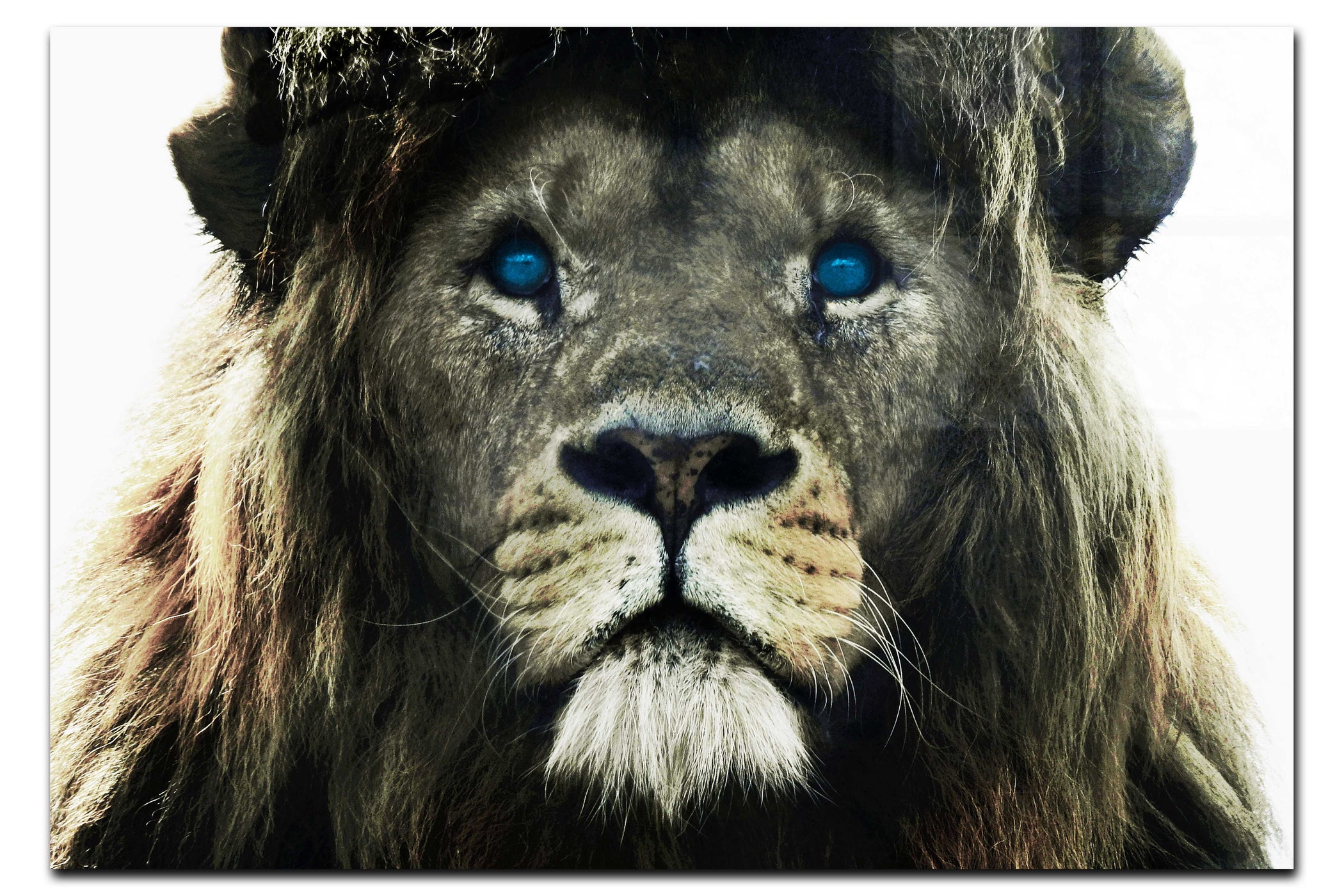 Blue Eyed Lion - Acrylic Print - Wildlife Category