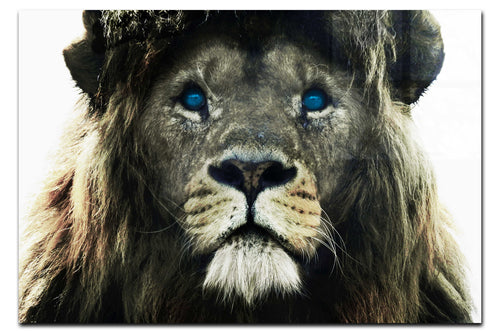 Blue Eyed Lion - Acrylic Print - Wildlife Category