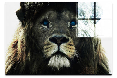 Blue Eyed Lion - Acrylic Print - Wildlife Category