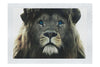 Blue Eyed Lion - Fine Art Print - Wildlife Category