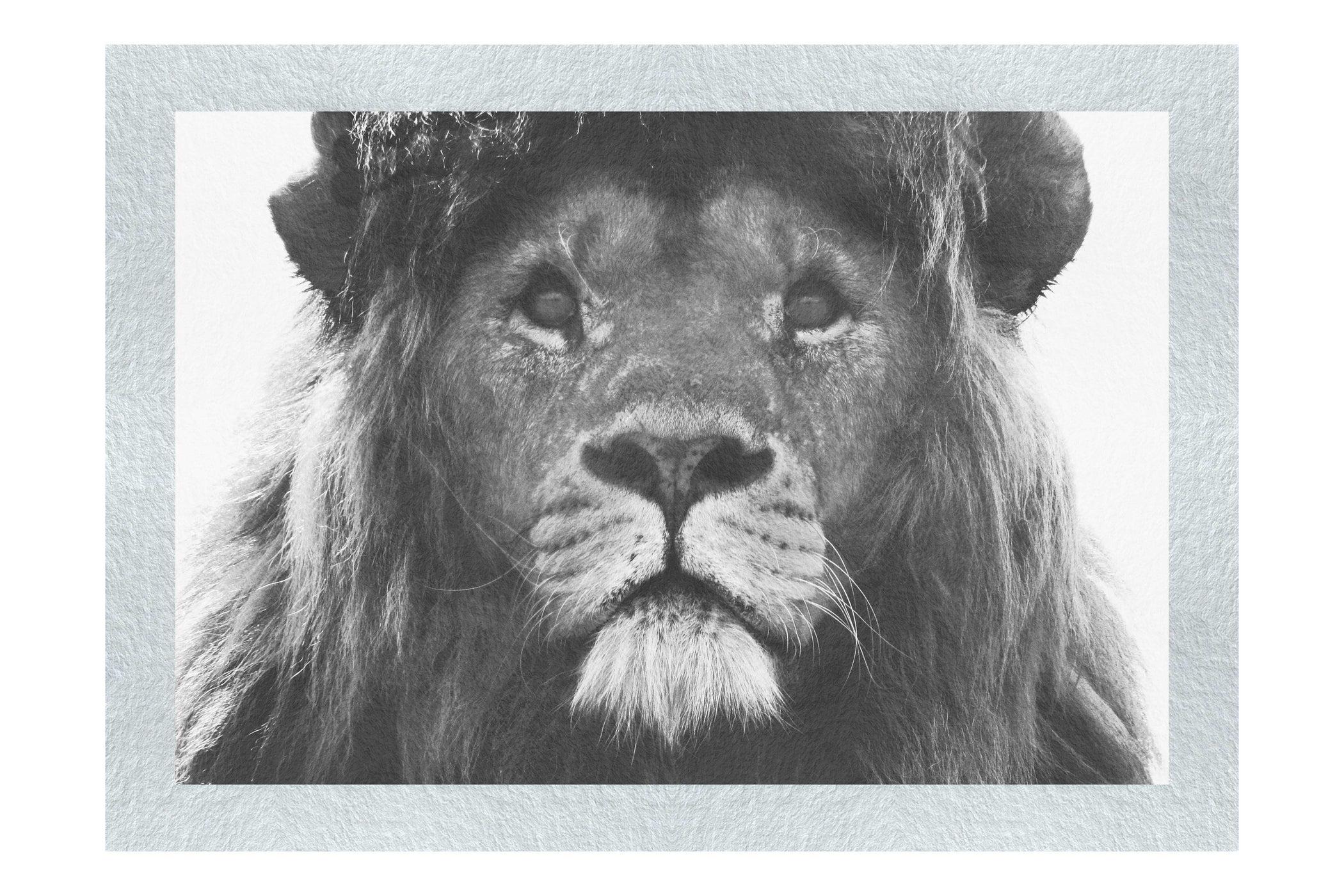 Blue Eyed Lion - Monochrome Fine Art Print - Wildlife Category