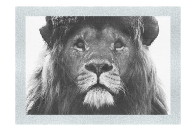 Blue Eyed Lion - Monochrome Fine Art Print - Wildlife Category
