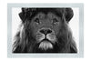 Blue Eyed Lion - Monochrome Fine Art Print - Wildlife Category
