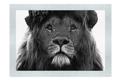 Blue Eyed Lion - Monochrome Fine Art Print - Wildlife Category