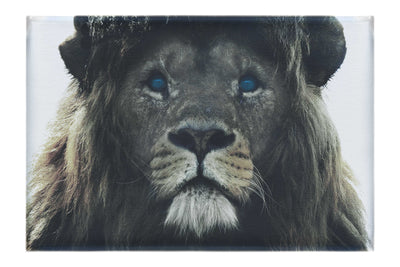 Blue Eyed Lion - Canvas Print - Wildlife Category