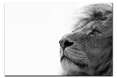 Lion - Acrylic Print - Wildlife Category