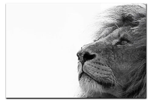 Lion - Acrylic Print - Wildlife Category
