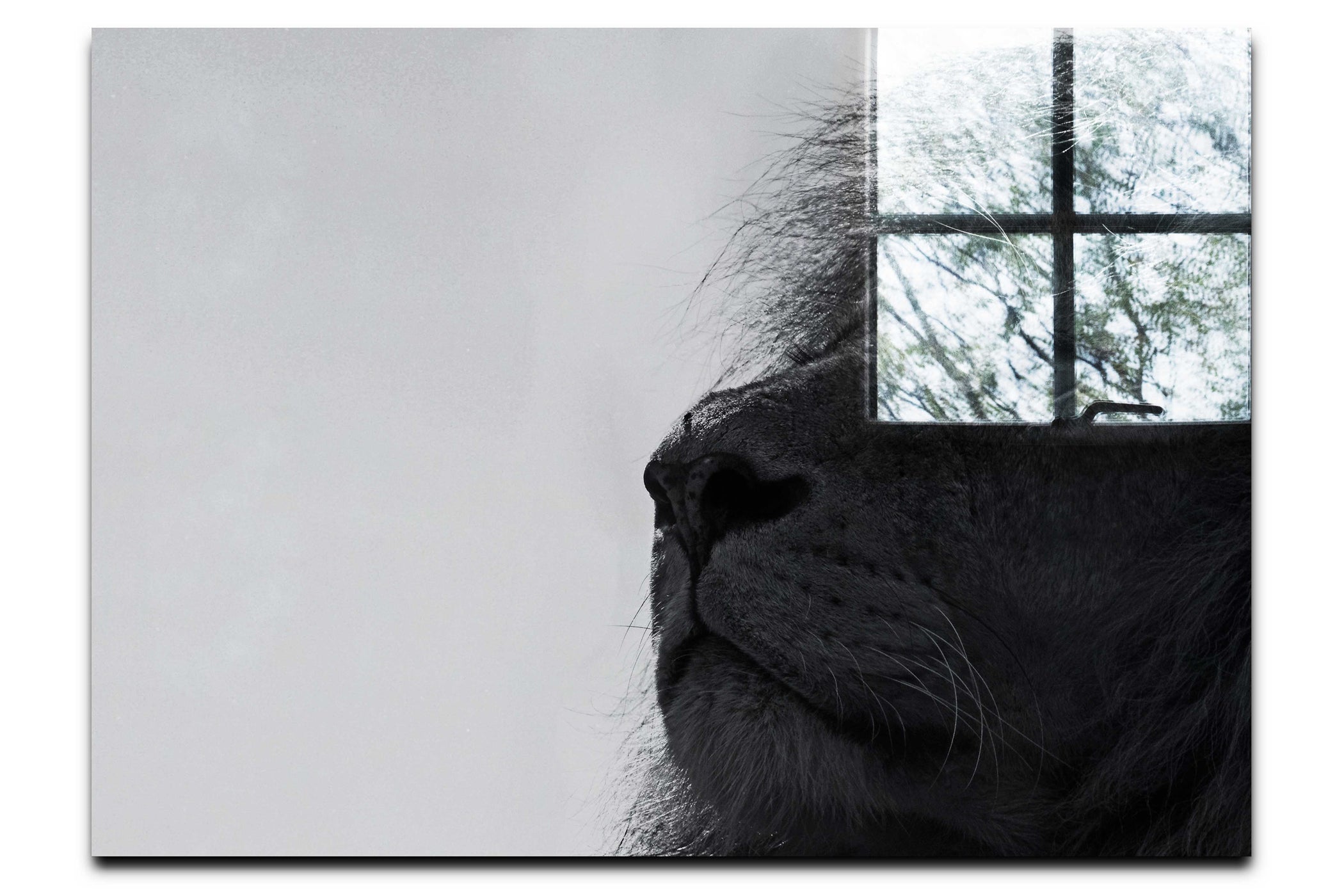 Lion - Acrylic Print - Wildlife Category