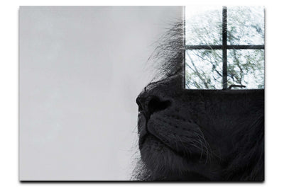 Lion - Acrylic Print - Wildlife Category