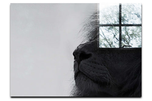 Lion - Acrylic Print - Wildlife Category