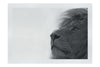 Lion - Fine Art Print - Wildlife Category