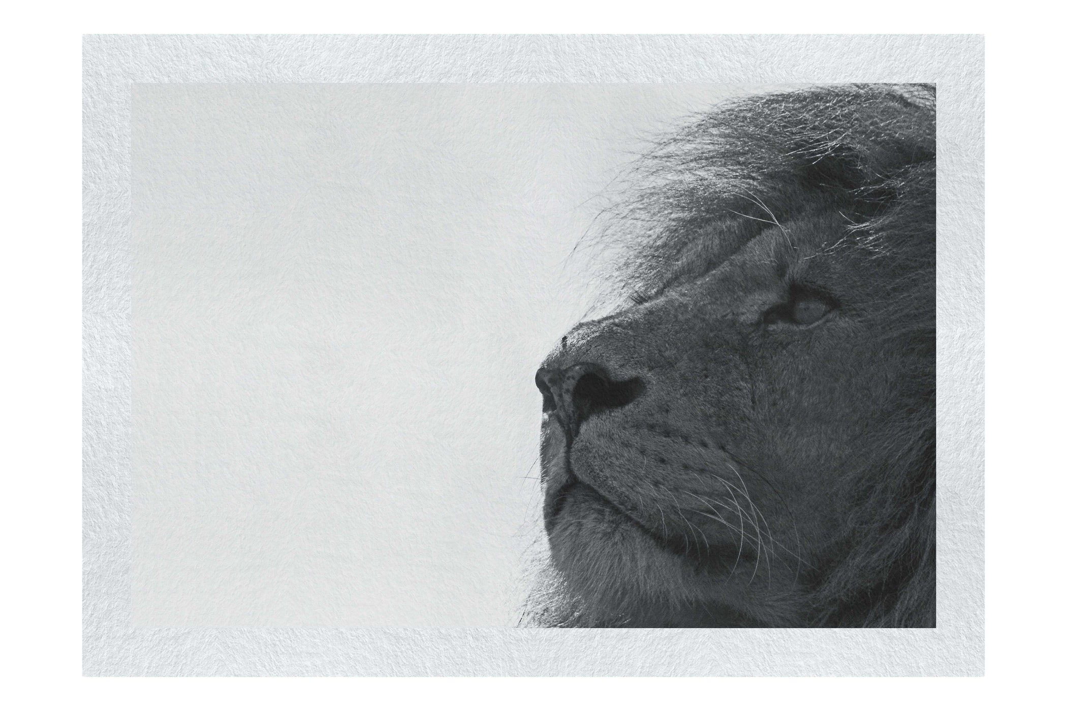 Lion - Fine Art Print - Wildlife Category
