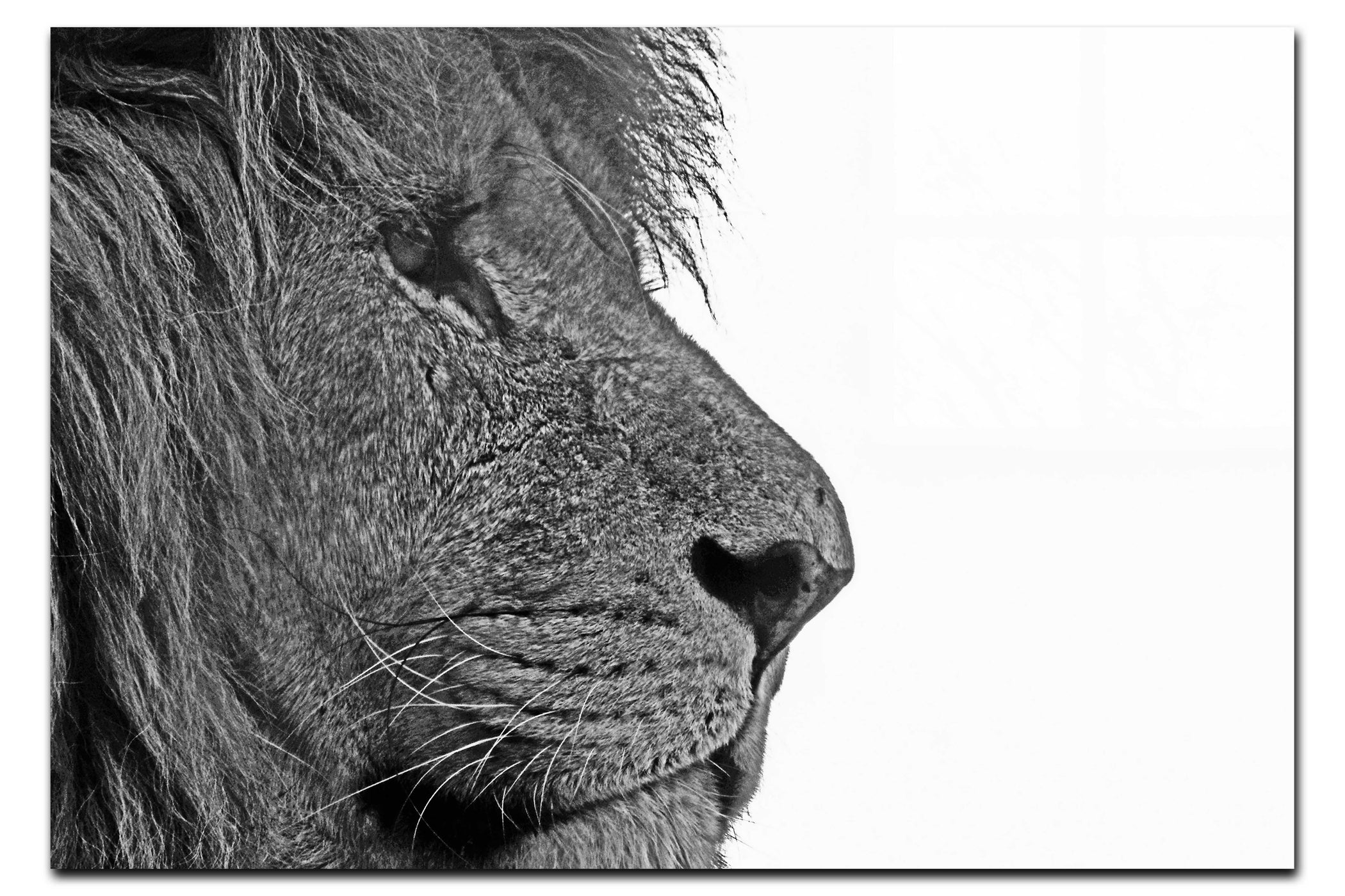 Lion In Side Profile - Acrylic Print - Wildlife Category