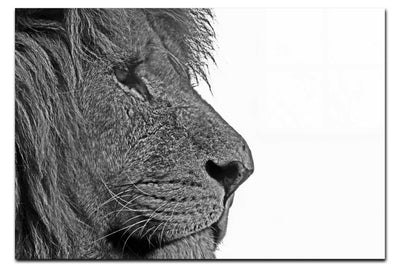 Lion In Side Profile - Acrylic Print - Wildlife Category