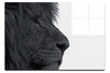 Lion In Side Profile - Acrylic Print - Wildlife Category