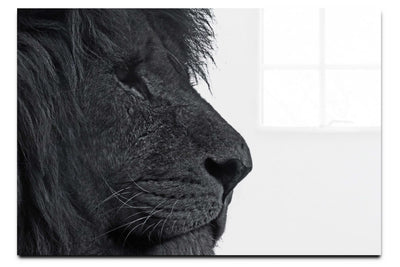 Lion In Side Profile - Acrylic Print - Wildlife Category