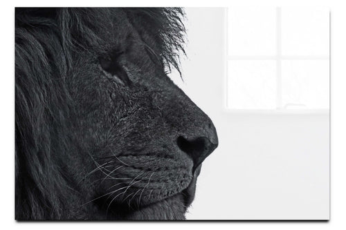 Lion In Side Profile - Acrylic Print - Wildlife Category