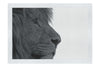 Lion in Side-Profile - Fine Art Print - Wildlife Category