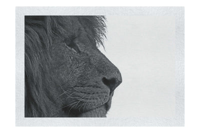 Lion in Side-Profile - Fine Art Print - Wildlife Category