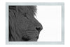 Lion in Side-Profile - Monochrome Fine Art Print - Wildlife Category