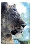 Fierce Lioness - Acrylic Print - Wildlife Category