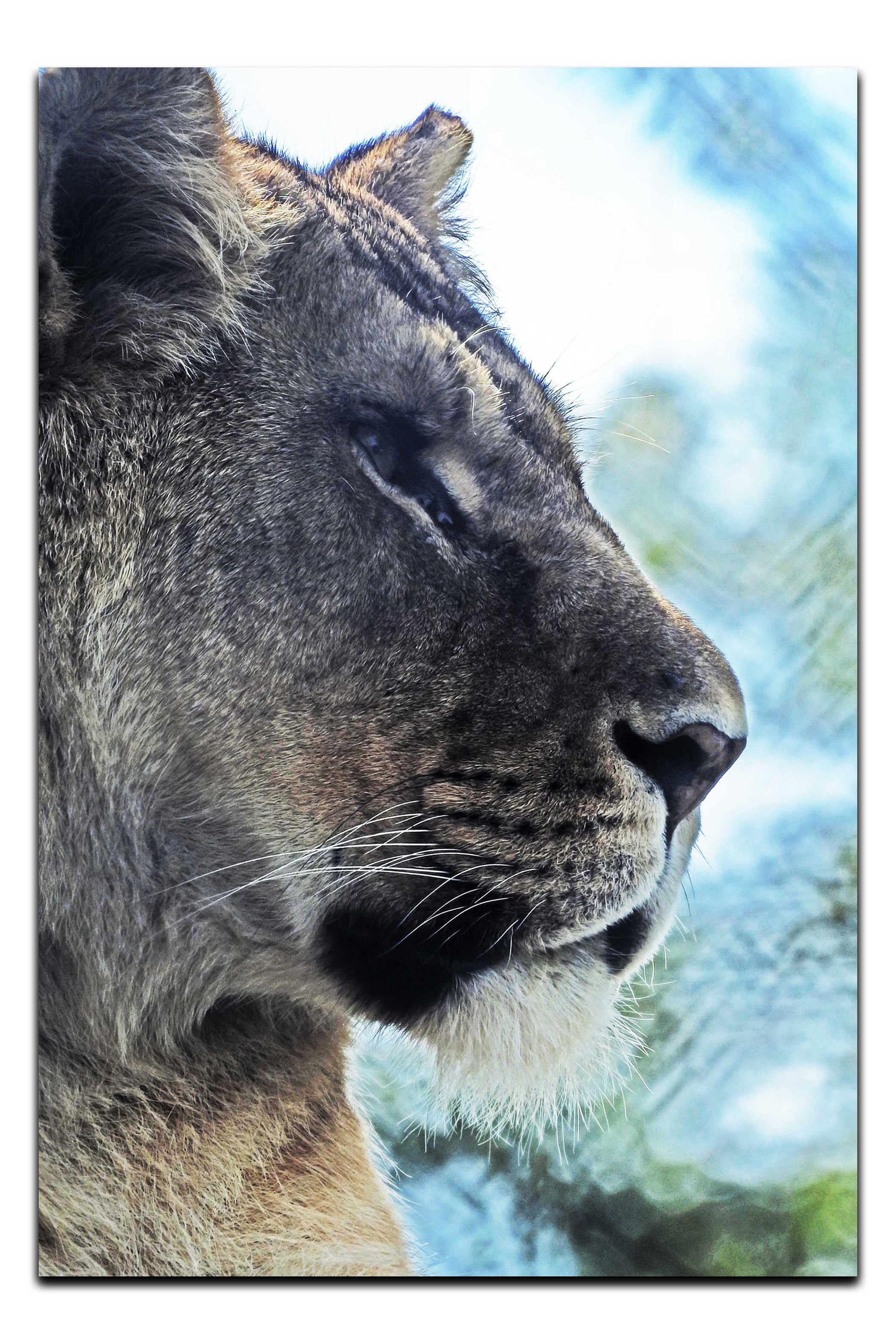 Fierce Lioness - Acrylic Print - Wildlife Category
