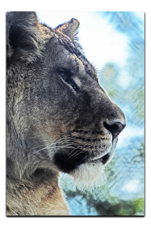 Fierce Lioness - Acrylic Print - Wildlife Category