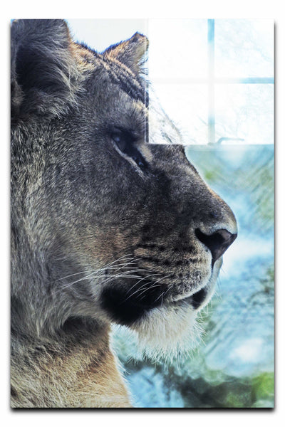 Fierce Lioness - Acrylic Print - Wildlife Category