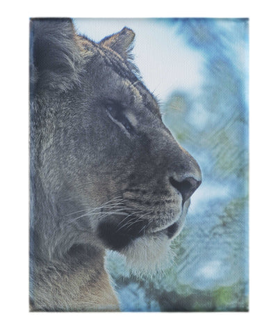 Fierce Lioness - Canvas Print - Wildlife Category
