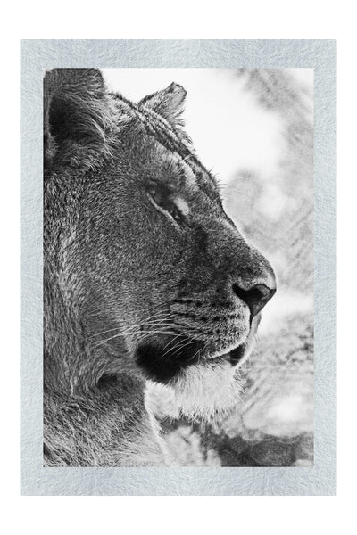 Fierce Lioness - Monochrome Fine Art Print - Wildlife Category