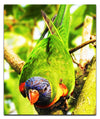 Lorikeet - Acrylic Print - Wildlife Category
