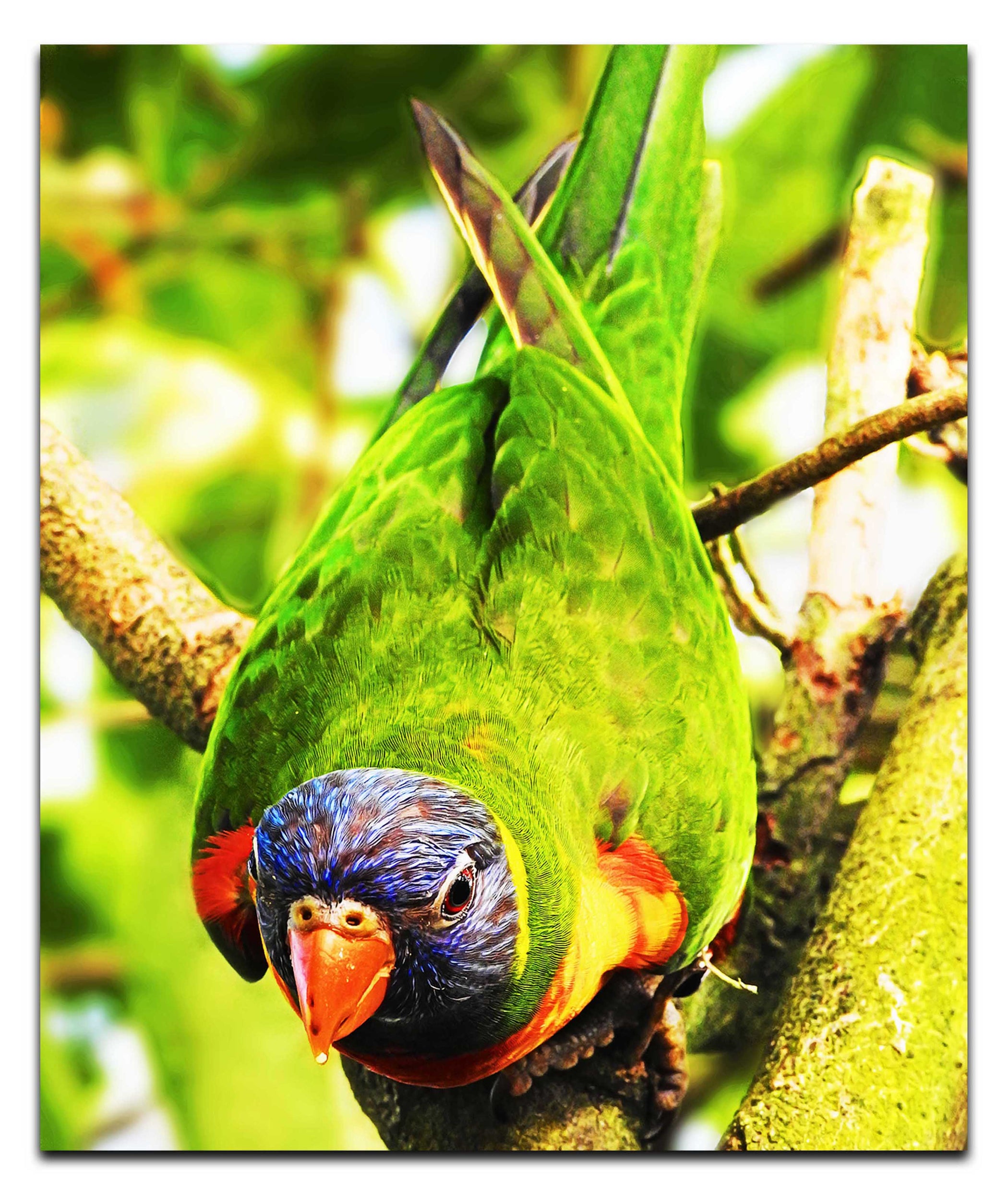 Lorikeet - Acrylic Print - Wildlife Category