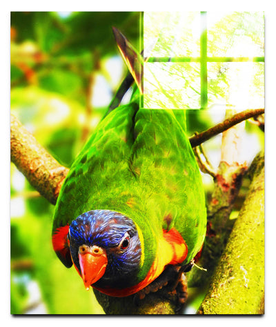 Lorikeet - Acrylic Print - Wildlife Category